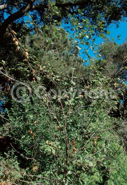 Deciduous; North American Native