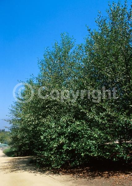 Deciduous; North American Native