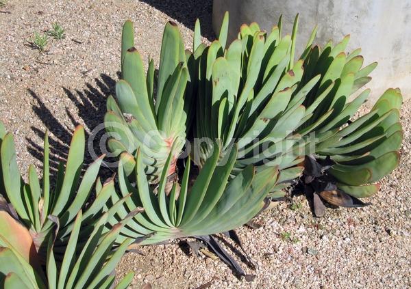 Red blooms; Green blooms; Evergreen; Broadleaf