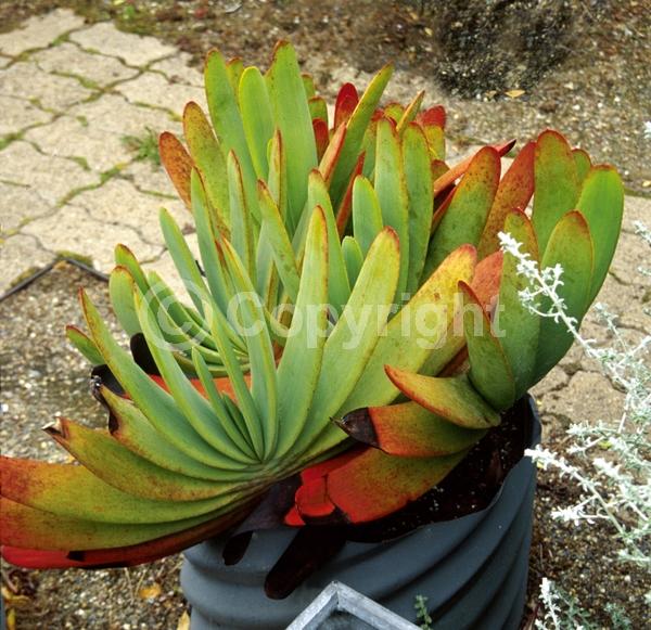 Red blooms; Green blooms; Evergreen; Broadleaf