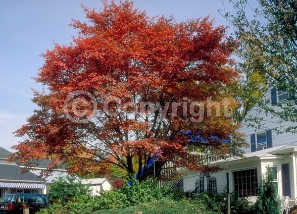 White blooms; Deciduous; Broadleaf; North American Native