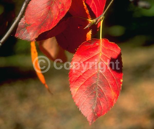 White blooms; Deciduous; Broadleaf; North American Native