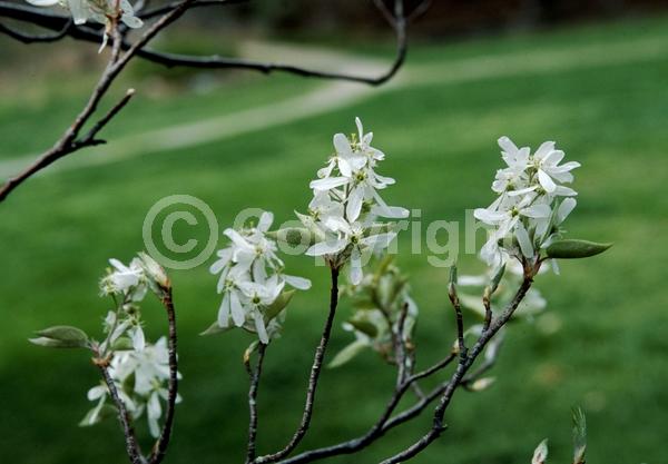 White blooms; Deciduous; Broadleaf; North American Native