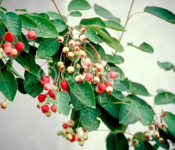 White blooms; Deciduous; Broadleaf; North American Native