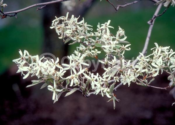 White blooms; Deciduous; Broadleaf; North American Native