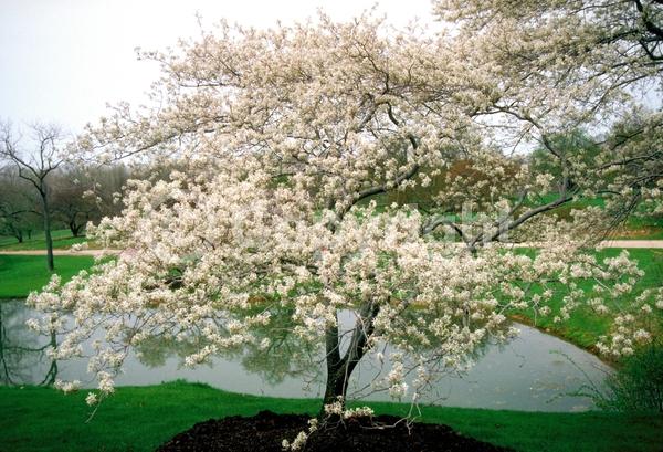 White blooms; Deciduous; Broadleaf; North American Native