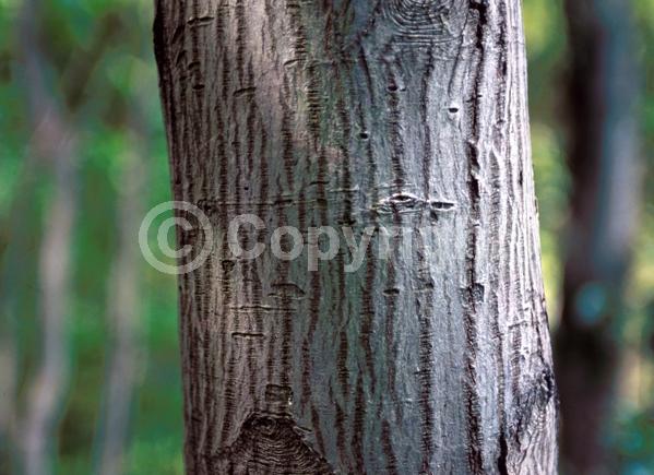 White blooms; Deciduous; Broadleaf; North American Native