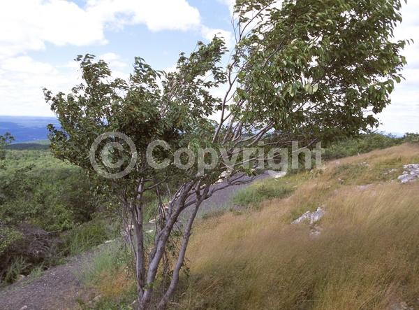 White blooms; Deciduous; Broadleaf; North American Native