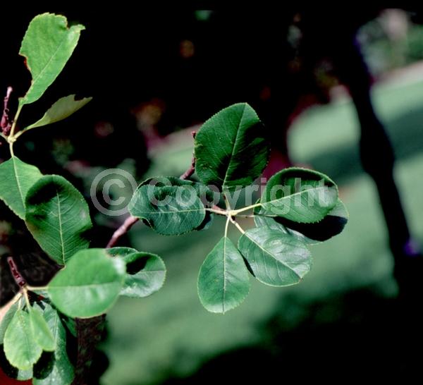 White blooms; Deciduous; Broadleaf; North American Native
