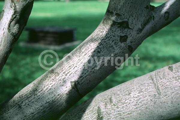 White blooms; Deciduous; Broadleaf; North American Native