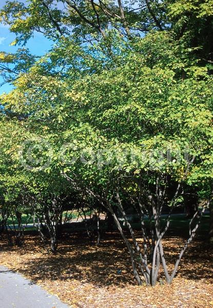 White blooms; Deciduous; Broadleaf; North American Native