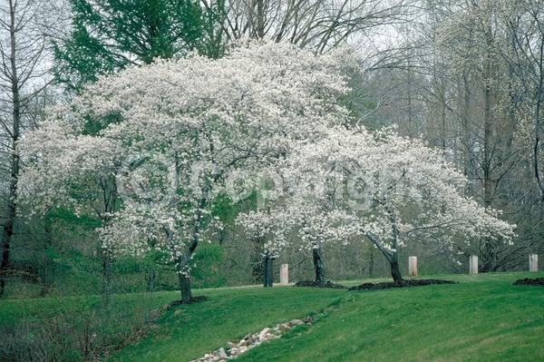 White blooms; Deciduous; Broadleaf; North American Native