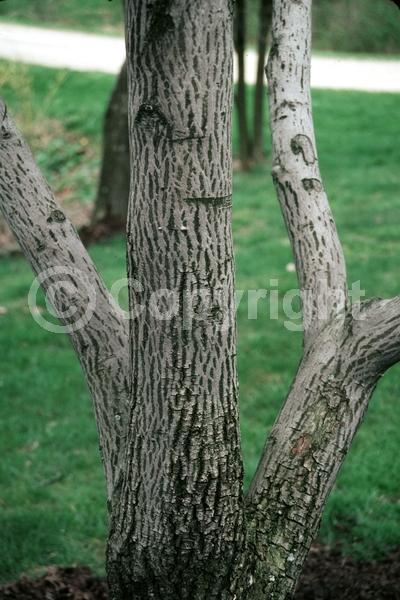 White blooms; Deciduous; Broadleaf; North American Native