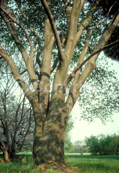 White blooms; Deciduous; Broadleaf; North American Native