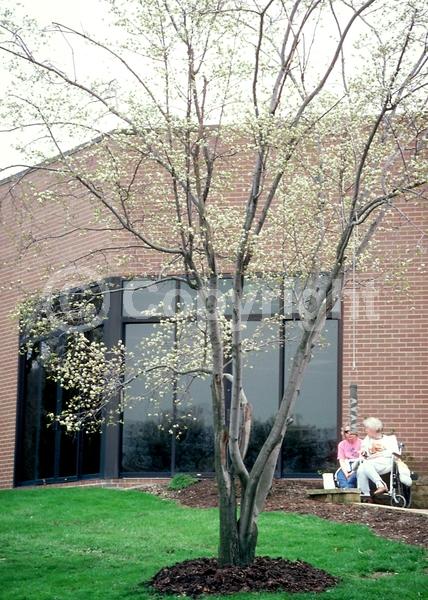 White blooms; Deciduous; Broadleaf; North American Native