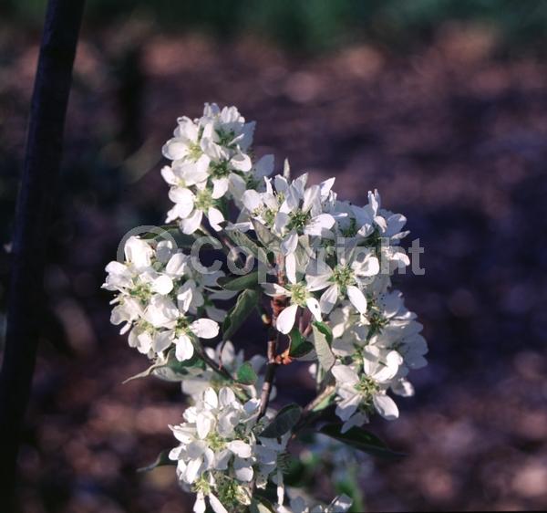 White blooms; Deciduous; Broadleaf