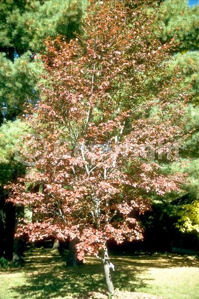 Pink blooms; Deciduous; Broadleaf