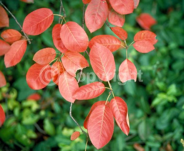 White blooms; Deciduous; Broadleaf; 