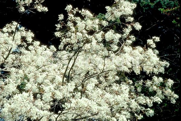 White blooms; Deciduous; Broadleaf; 