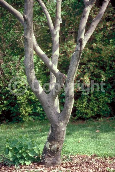 White blooms; Deciduous; Broadleaf; 