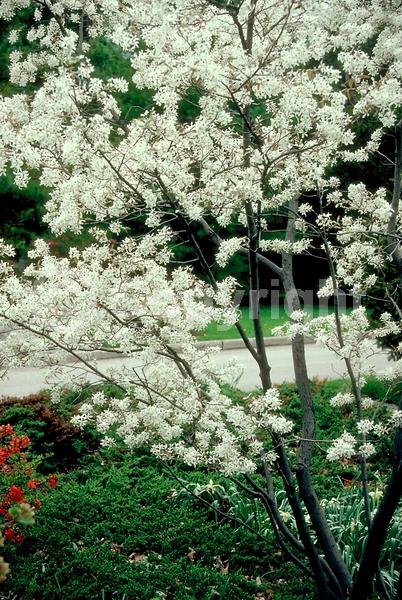 White blooms; Deciduous; Broadleaf; 
