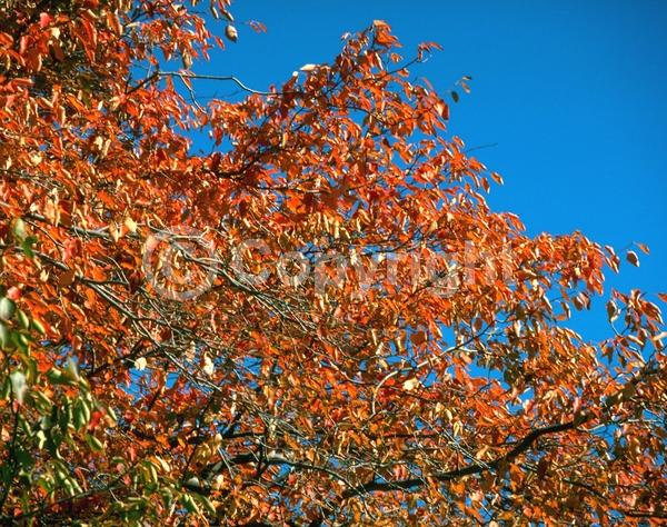 White blooms; Deciduous; Broadleaf