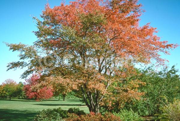 White blooms; Deciduous; Broadleaf
