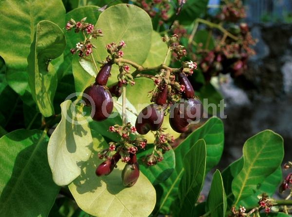 Red blooms; Evergreen