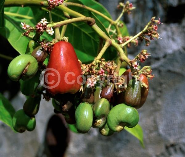 Red blooms; Evergreen