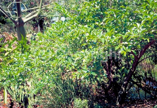 White blooms; Evergreen; Broadleaf; North American Native