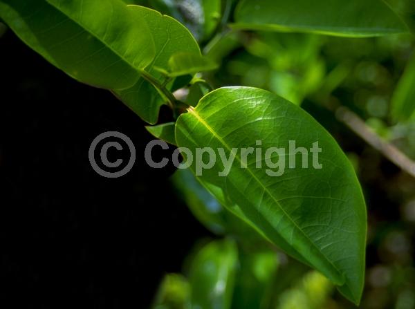 White blooms; Evergreen; Broadleaf; North American Native