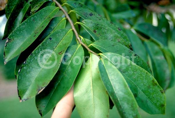Yellow blooms; Evergreen; Broadleaf