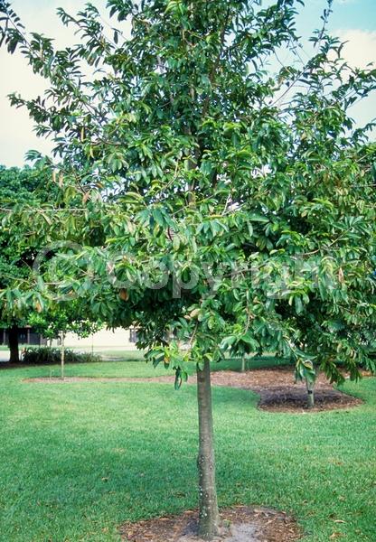 Yellow blooms; Evergreen; Broadleaf