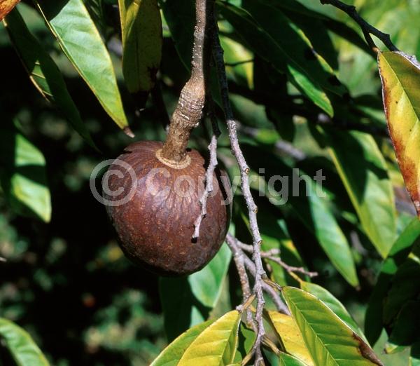 Yellow blooms; Evergreen; Broadleaf