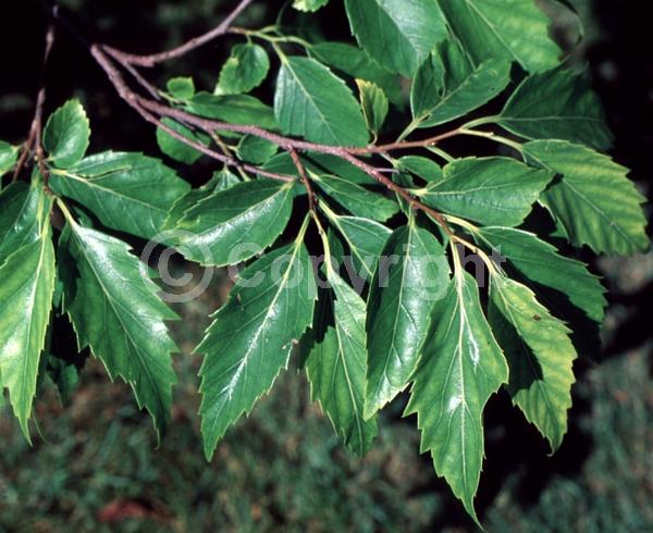 Unknown blooms; Deciduous