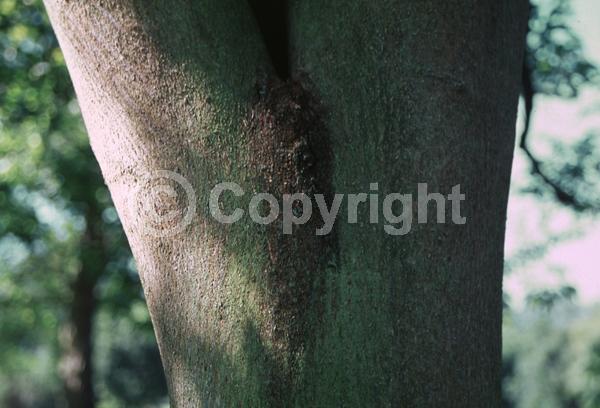 Unknown blooms; Deciduous