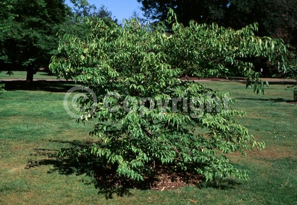 Unknown blooms; Deciduous