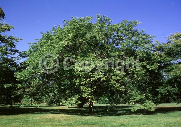 Unknown blooms; Deciduous
