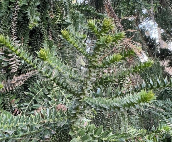 Unknown blooms; Evergreen; Needles or needle-like leaf
