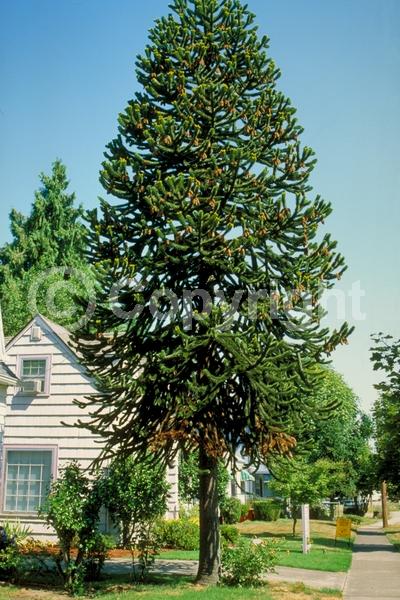 Unknown blooms; Evergreen; Needles or needle-like leaf