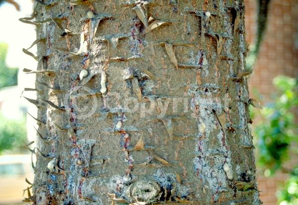 Unknown blooms; Evergreen; Needles or needle-like leaf