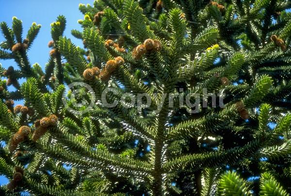 Unknown blooms; Evergreen; Needles or needle-like leaf
