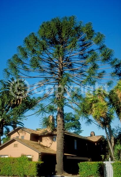 Unknown blooms; Evergreen; Needles or needle-like leaf