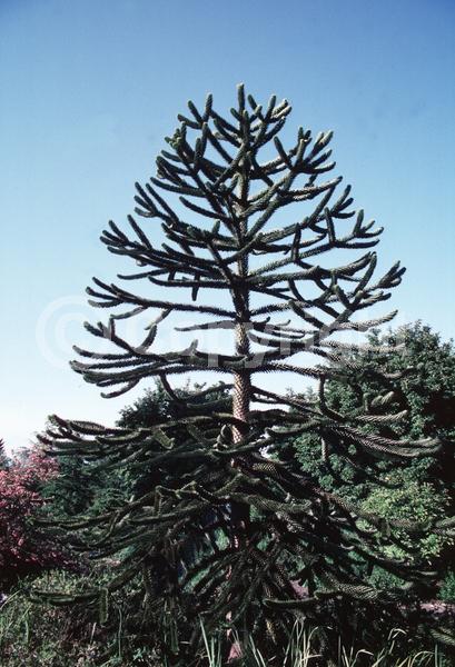 Unknown blooms; Evergreen; Needles or needle-like leaf