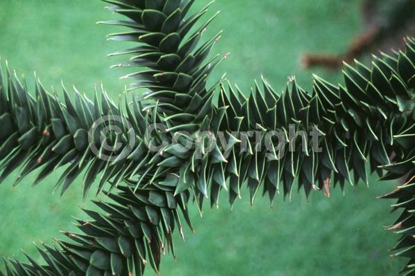 Unknown blooms; Evergreen; Needles or needle-like leaf