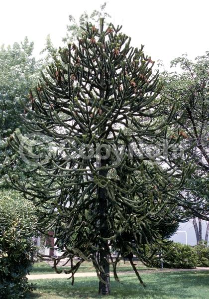 Unknown blooms; Evergreen; Needles or needle-like leaf