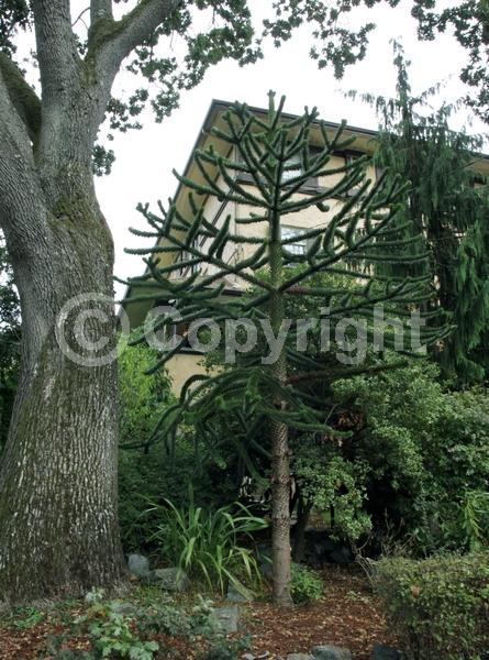 Unknown blooms; Evergreen; Needles or needle-like leaf