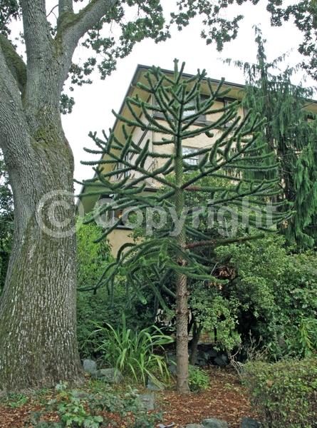 Unknown blooms; Evergreen; Needles or needle-like leaf