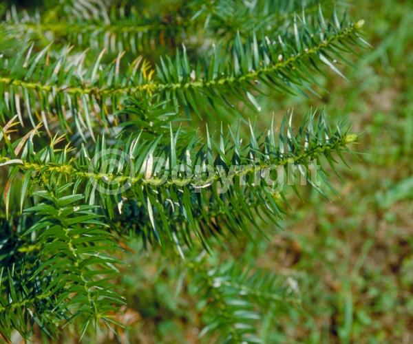 Unknown blooms; Evergreen; Broadleaf