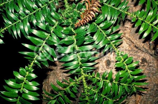 Unknown blooms; Evergreen; Broadleaf